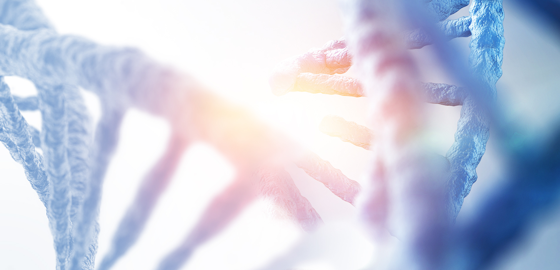 banner-desktop