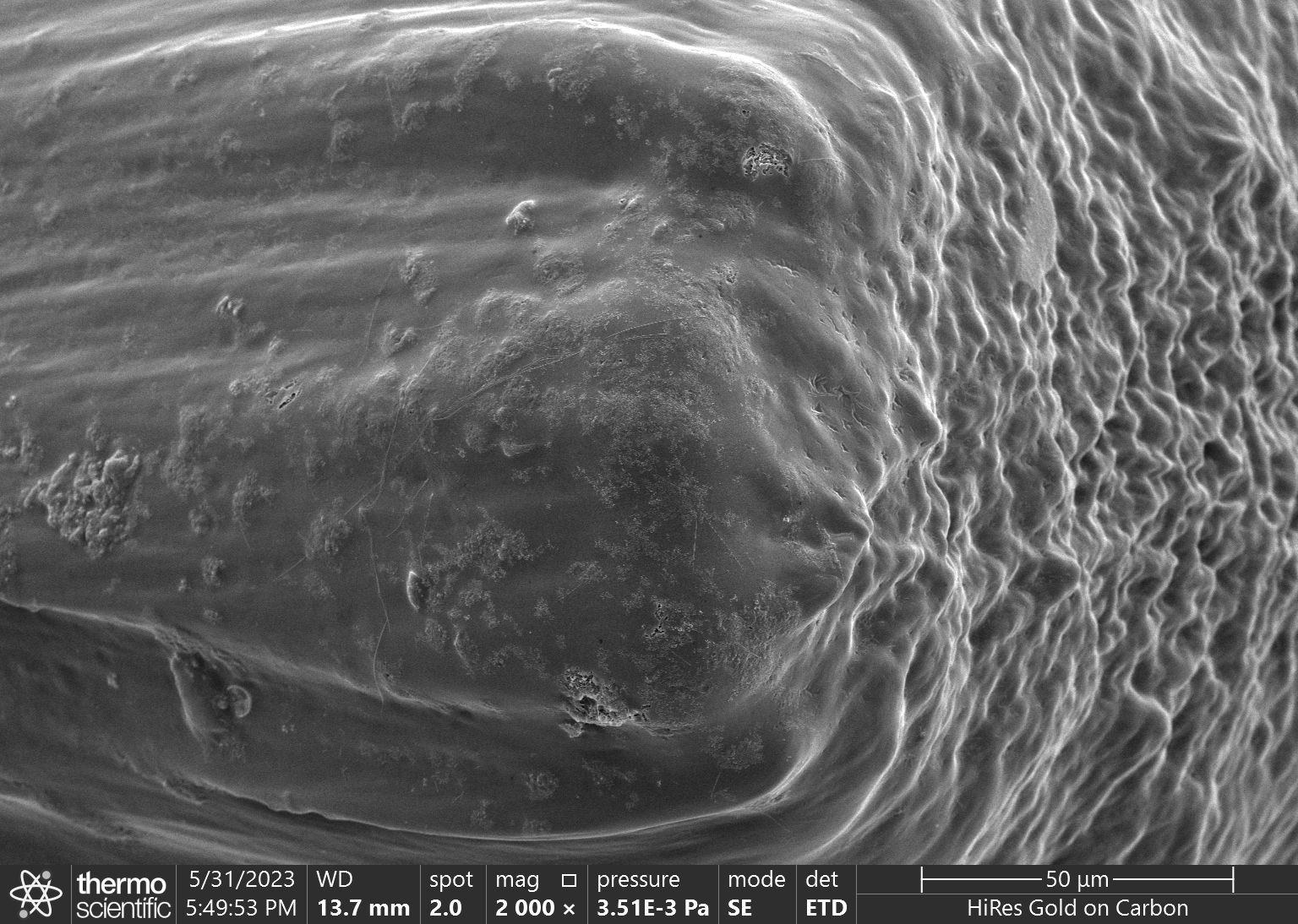 Self Photos / Files - biochip_002